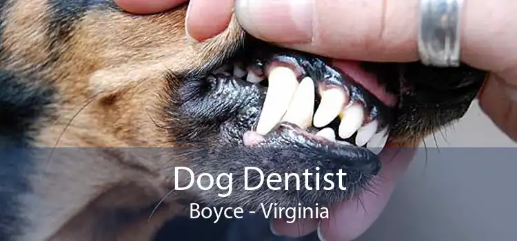Dog Dentist Boyce - Virginia