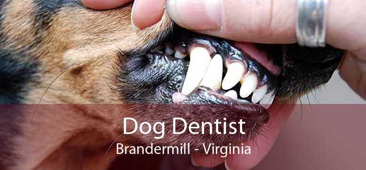 Dog Dentist Brandermill - Virginia
