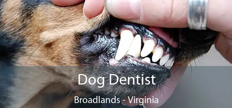 Dog Dentist Broadlands - Virginia