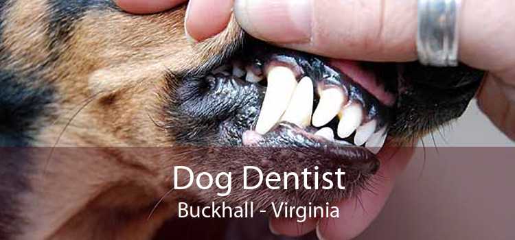 Dog Dentist Buckhall - Virginia