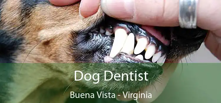 Dog Dentist Buena Vista - Virginia