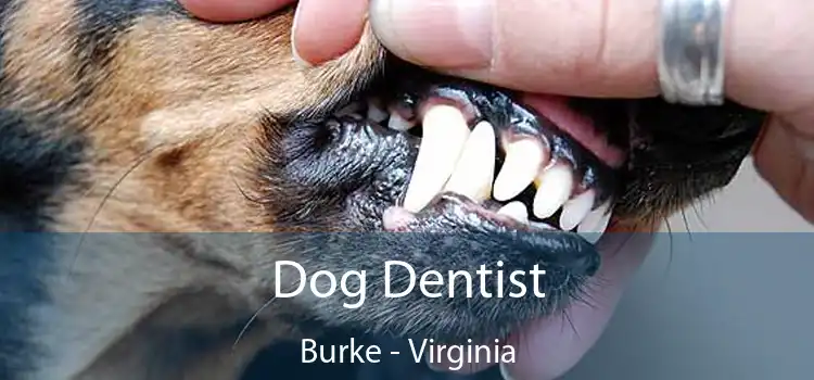 Dog Dentist Burke - Virginia