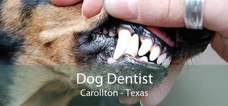 Dog Dentist Carollton - Texas