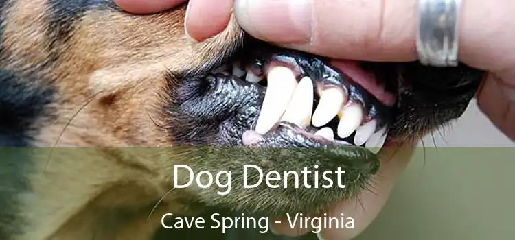 Dog Dentist Cave Spring - Virginia