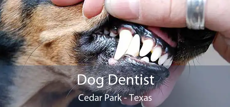 Dog Dentist Cedar Park - Texas