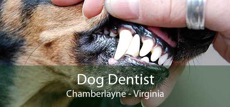 Dog Dentist Chamberlayne - Virginia