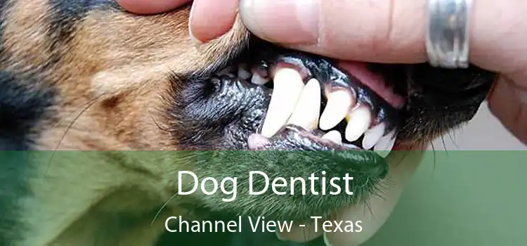 Dog Dentist Channel View - Texas