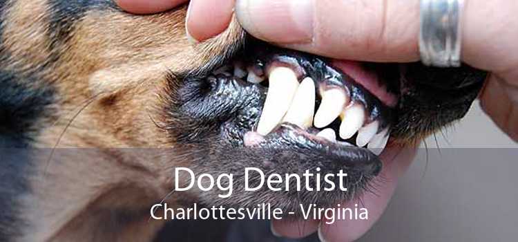Dog Dentist Charlottesville - Virginia