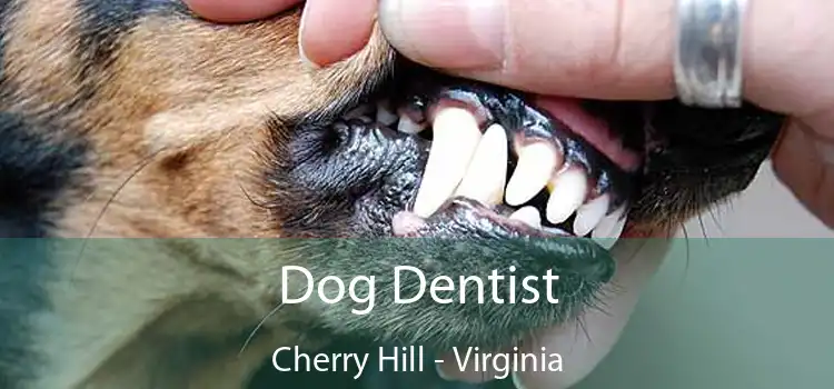 Dog Dentist Cherry Hill - Virginia