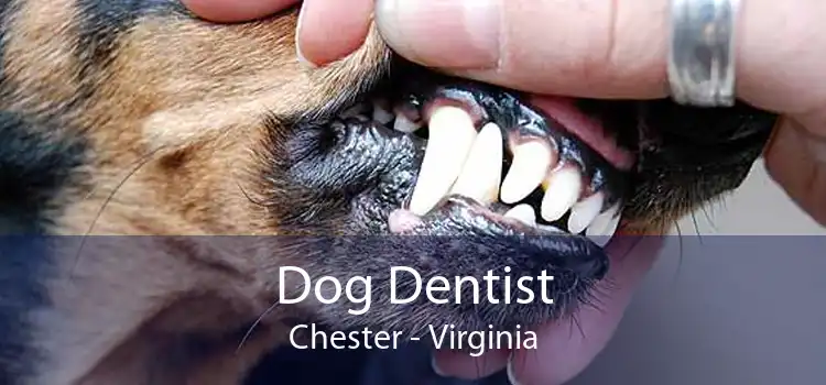 Dog Dentist Chester - Virginia