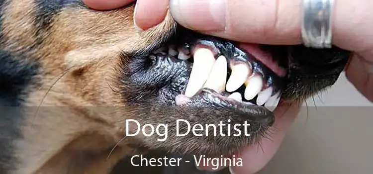 Dog Dentist Chester - Virginia