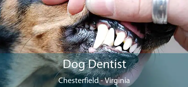 Dog Dentist Chesterfield - Virginia