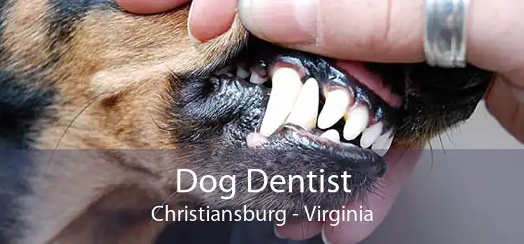 Dog Dentist Christiansburg - Virginia