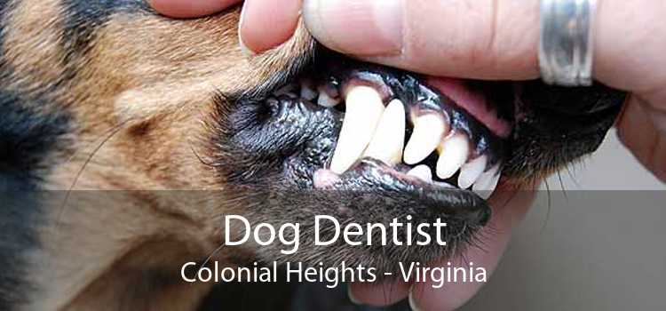 Dog Dentist Colonial Heights - Virginia