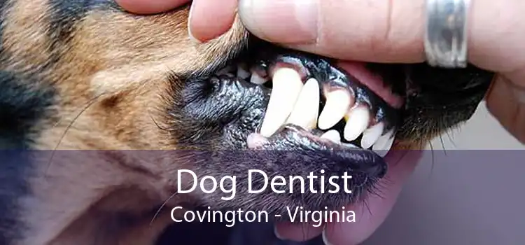 Dog Dentist Covington - Virginia