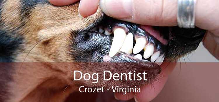 Dog Dentist Crozet - Virginia