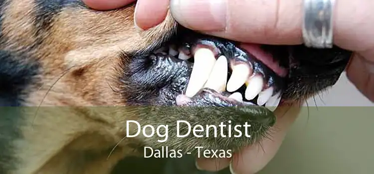 Dog Dentist Dallas - Texas