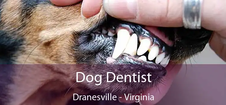 Dog Dentist Dranesville - Virginia