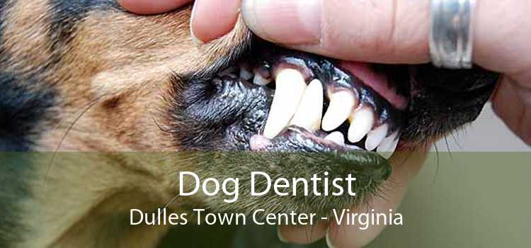 Dog Dentist Dulles Town Center - Virginia