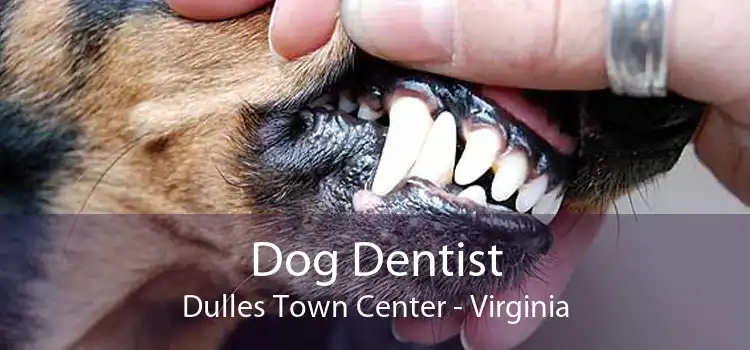 Dog Dentist Dulles Town Center - Virginia