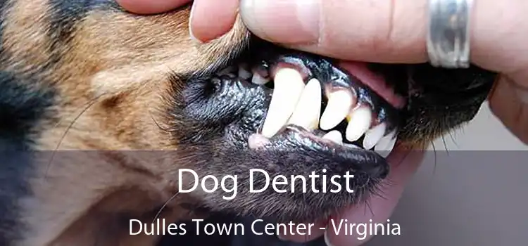 Dog Dentist Dulles Town Center - Virginia