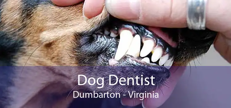 Dog Dentist Dumbarton - Virginia