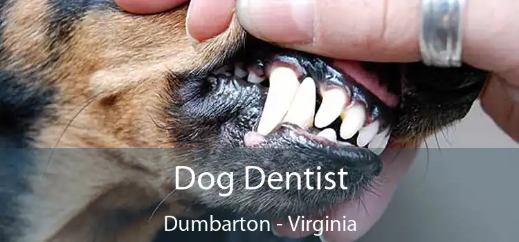 Dog Dentist Dumbarton - Virginia