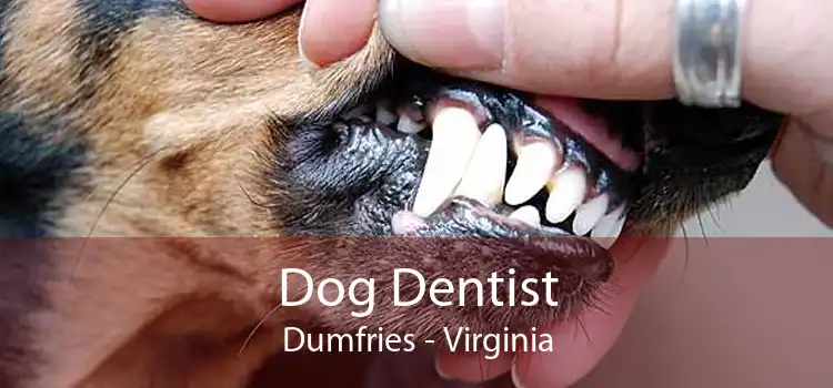 Dog Dentist Dumfries - Virginia