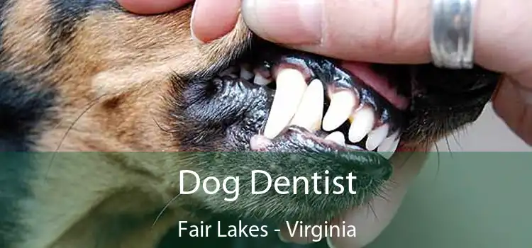 Dog Dentist Fair Lakes - Virginia