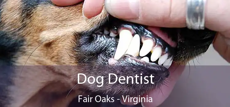 Dog Dentist Fair Oaks - Virginia