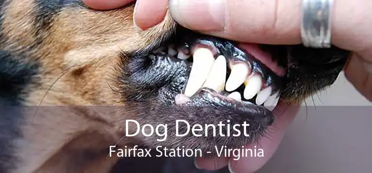 Dog Dentist Fairfax Station - Virginia