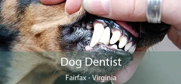 Dog Dentist Fairfax - Virginia