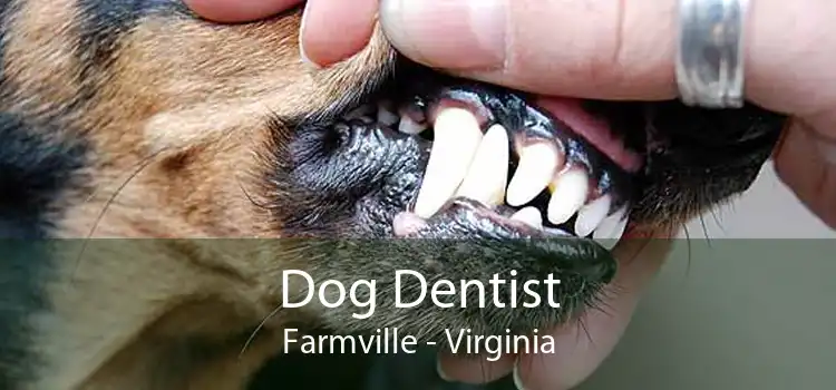 Dog Dentist Farmville - Virginia