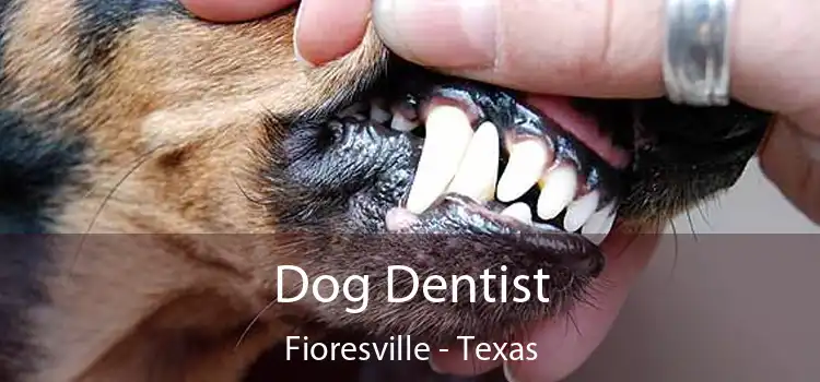 Dog Dentist Fioresville - Texas