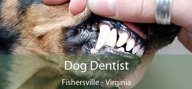 Dog Dentist Fishersville - Virginia