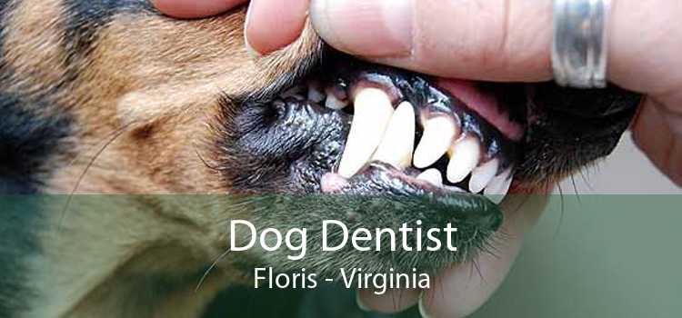 Dog Dentist Floris - Virginia