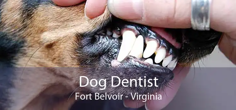 Dog Dentist Fort Belvoir - Virginia