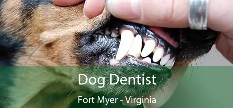 Dog Dentist Fort Myer - Virginia