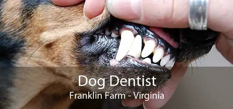 Dog Dentist Franklin Farm - Virginia