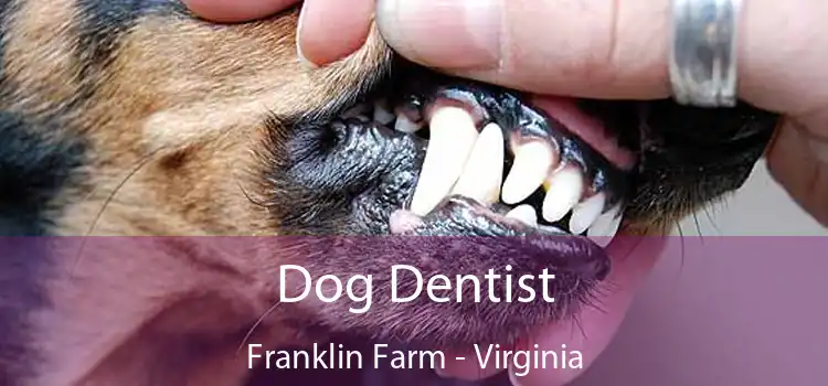 Dog Dentist Franklin Farm - Virginia