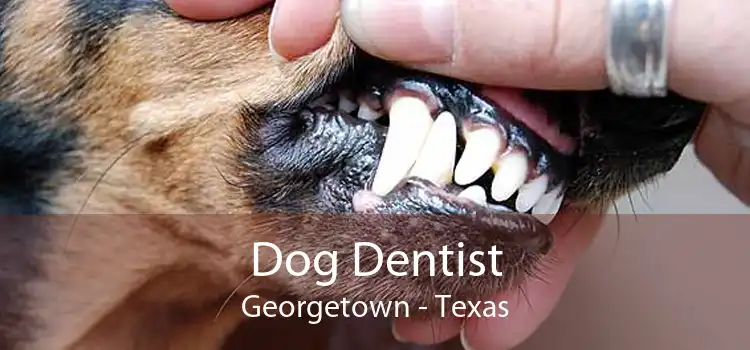 Dog Dentist Georgetown - Texas