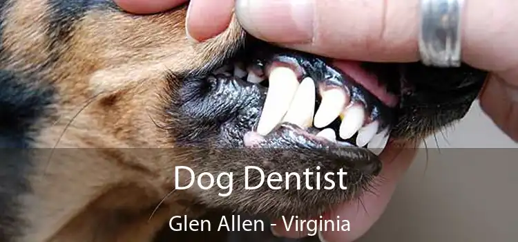 Dog Dentist Glen Allen - Virginia