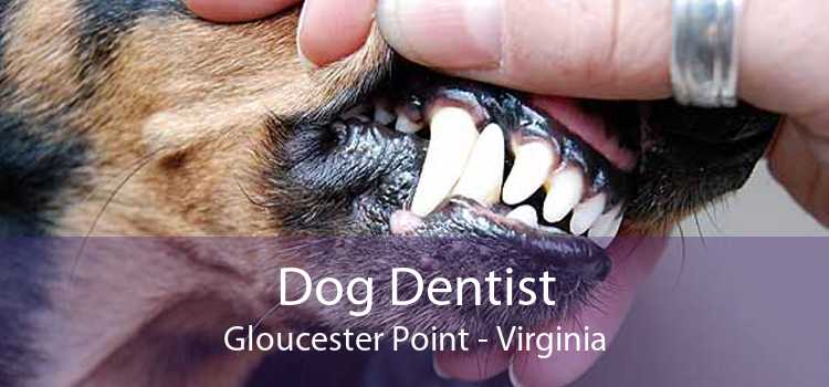 Dog Dentist Gloucester Point - Virginia