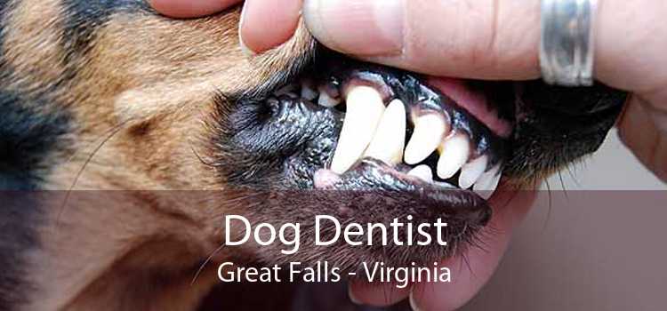 Dog Dentist Great Falls - Virginia