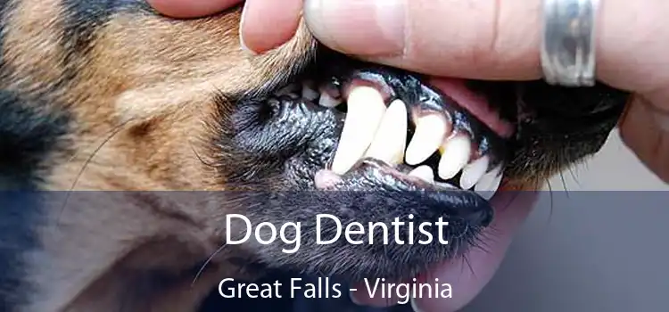 Dog Dentist Great Falls - Virginia