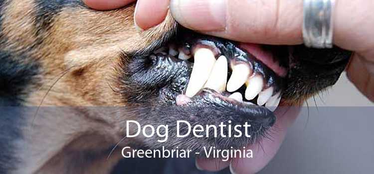 Dog Dentist Greenbriar - Virginia