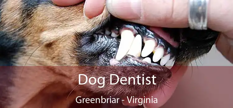 Dog Dentist Greenbriar - Virginia