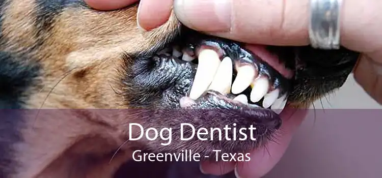 Dog Dentist Greenville - Texas