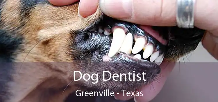 Dog Dentist Greenville - Texas