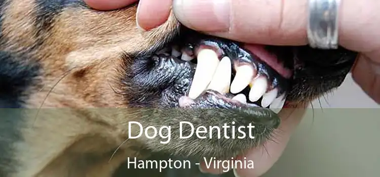 Dog Dentist Hampton - Virginia